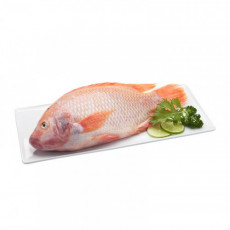 1ตัว ปลาทับทิมแช่แข็ง 500g
