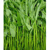 ★500g★ ผักบุ้ง